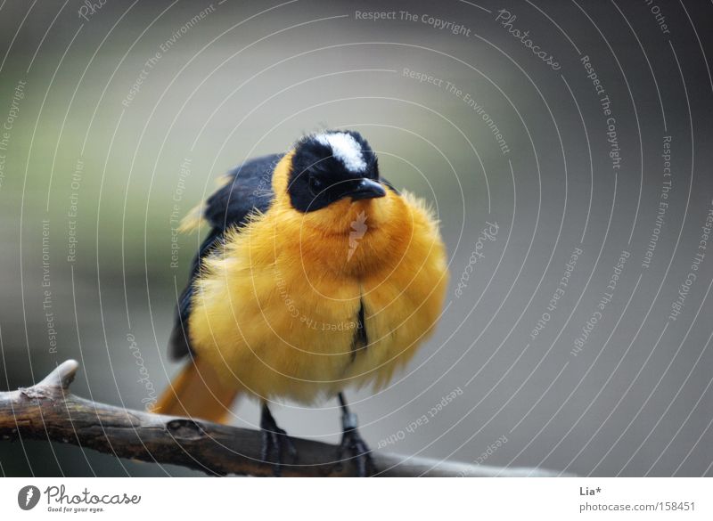 Winterkleid Luftverkehr Tier Vogel sitzen weich gelb Einsamkeit Zweig Feder Schnabel Plüsch Farbfoto gefiedert