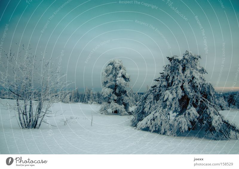 Neuschnee am Abend Ast Wolken dünn Eis kalt Frost himmelblau lang Waldlichtung Natur Schnee Tanne Winter Winterstimmung