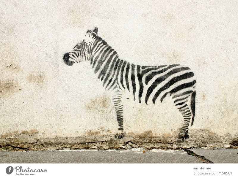 street-graffiti-zebra Graffiti Gemälde Zebra Illusion Kultur Kunst Mauer Täuschung Lebewesen Stadtleben Wand Tier Kreativität Wandmalereien Streifen