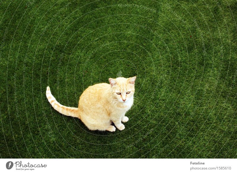 Ups, entdeckt! Umwelt Natur Pflanze Tier Gras Garten Wiese Haustier Katze Tiergesicht Fell 1 frei schön nah natürlich Neugier grün orange sitzen Kunstrasen