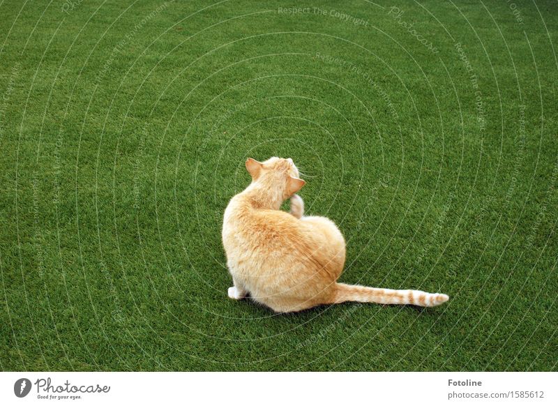 Frühjahrsputz Umwelt Natur Pflanze Tier Gras Garten Wiese Haustier Katze Fell 1 frei schön nah natürlich Sauberkeit grün orange Reinigen sitzen Farbfoto