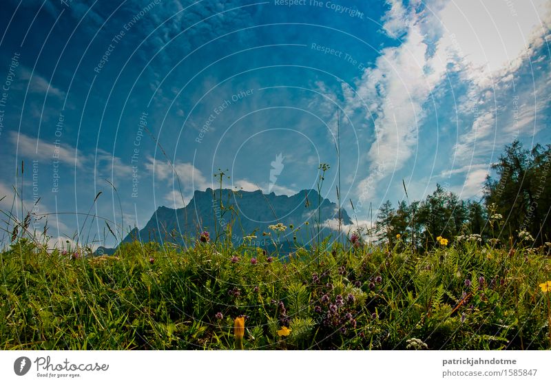 Bergwiese Österreich Umwelt Natur Landschaft Pflanze Tier Erde Luft Wolken Frühling Klima Wetter Schönes Wetter Blume Gras Sträucher Blatt Blüte Wildpflanze