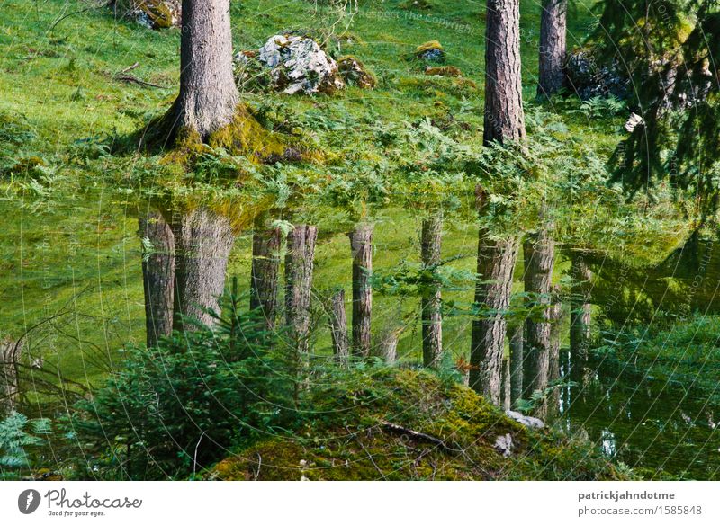 Wald Spiegelung Umwelt Natur Landschaft Pflanze Tier Erde Wasser Frühling Klima Klimawandel Baum Gras Moos Wiese Alpen Moor Sumpf Menschenleer Wanderschuhe