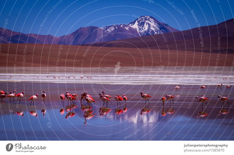 Lagune Kara Lagune mit Flamingos und Reflexion eines Berges Ferien & Urlaub & Reisen Tourismus Berge u. Gebirge Menschengruppe Natur Landschaft Tier Park Vulkan
