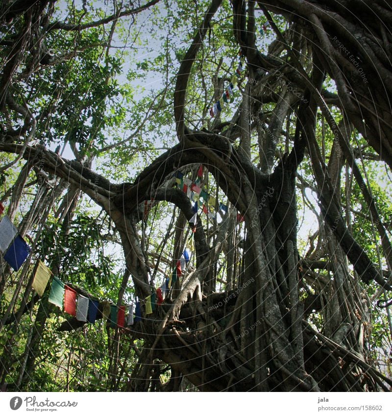 heiliger baum Baum Indien Hippie Urwald alt gewaltig Gebetsfahnen Frieden Banjan-Baum Luftwurzeln Reservoir Natur Ficus benghalensis Bengalische Feige