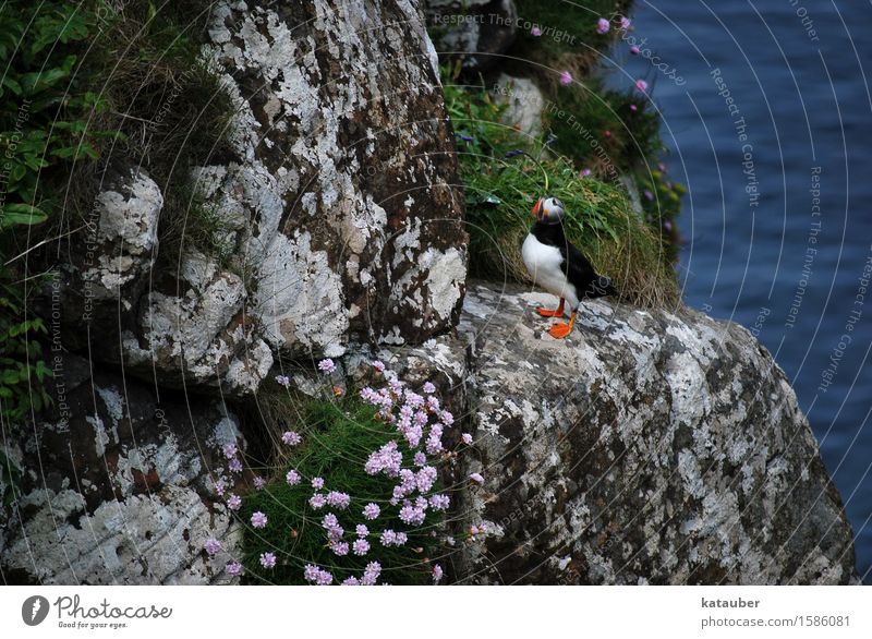 puffin on the rocks Natur Landschaft Pflanze Tier Erde Wasser Blume Moos Felsen Wellen Küste Meer Insel Schottland Hebriden lunga Wildtier Vogel Papageitaucher