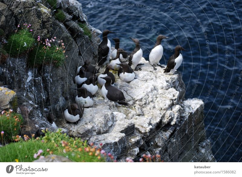 Trottellummen Landschaft Tier Wasser Sommer Felsen Wellen Küste Meer Insel Schottland Hebriden lunga Wildtier Vogel Meeresvogel Tiergruppe sitzen stehen maritim