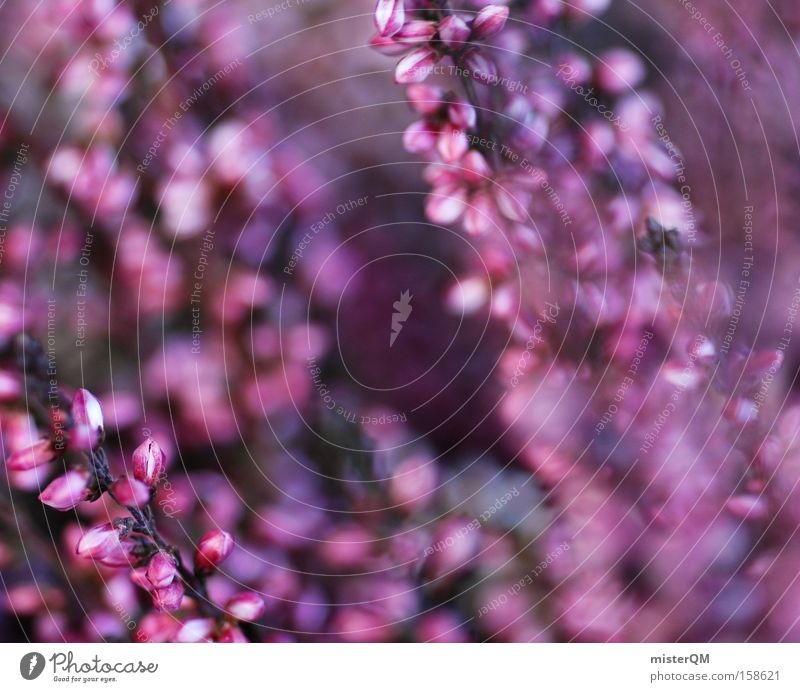 Dancing In The Wind. Heidekrautgewächse Natur Umweltschutz Sächsische Schweiz Republik Irland Nordirland Makroaufnahme violett mehrfarbig Blüte Frühling Heimat