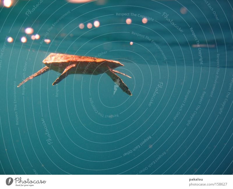 dude is swimmin' away Schildkröte Reptil Meer Wasser Flosse blau Strukturen & Formen nass Wasseroberfläche Unterwasseraufnahme Schwimmen & Baden Außenaufnahme