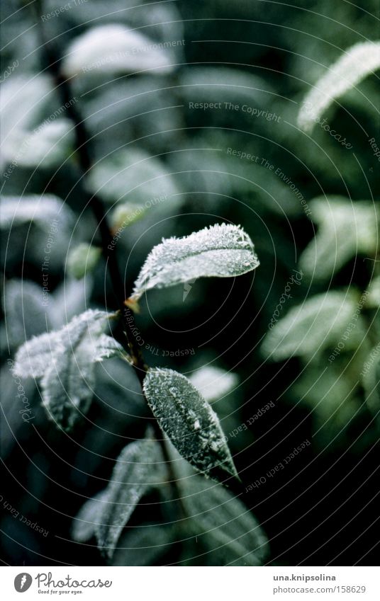 frost Winter Schnee Natur Pflanze Eis Frost kalt grün weiß Kristallstrukturen Detailaufnahme Makroaufnahme