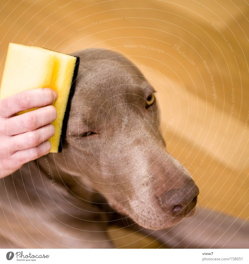 dufte. Körperpflege Gesundheit Duft Fell Hund Erholung machen Reinigen streichen ästhetisch authentisch Sauberkeit Vertrauen schön Körperpflegeutensilien