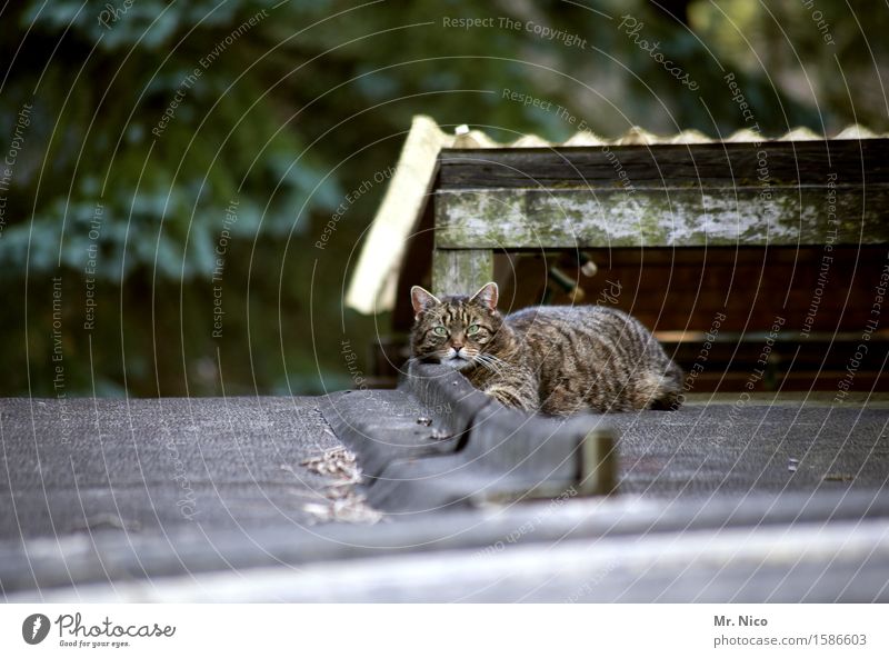 hello kitty Haus Hütte Dach Tier Haustier Katze Fell 1 beobachten liegen Wachsamkeit Hauskatze Tiergesicht Katzenkopf Gelassenheit geduldig ruhig Farbfoto