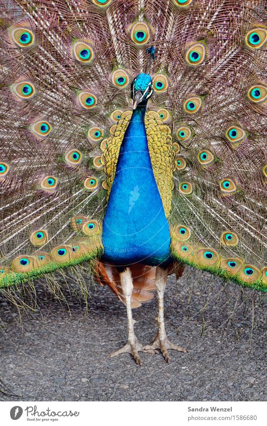 Federvieh Tier Vogel Zoo 1 ästhetisch glänzend blau mehrfarbig Tierliebe schön Präsentation Brunft Pfau Farbfoto Außenaufnahme Menschenleer Textfreiraum unten