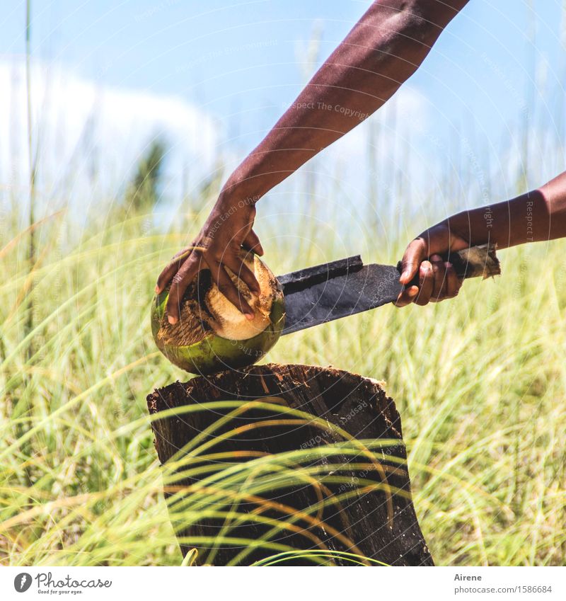 grausam | Gewalt anwenden Lebensmittel Frucht Kokosnuss Südfrüchte Nuss maskulin Junger Mann Jugendliche Arme Hand Finger 1 Mensch Machete Schalenfrucht