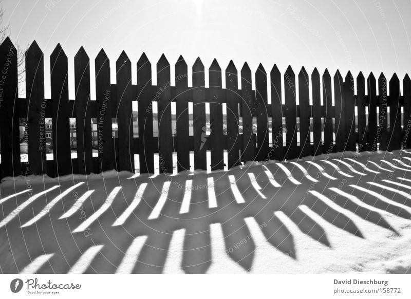 Last winterdays Schwarzweißfoto Außenaufnahme Strukturen & Formen Tag Licht Schatten Kontrast Silhouette Sonnenlicht Sonnenstrahlen Winter Schnee Eis Frost Holz