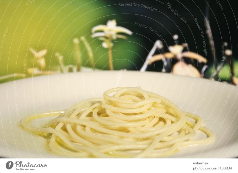 Pasta Spaghetti Nudeln Wiese Natur grün Teller Öl Olivenöl Speise Italienische Küche rund Ernährung Lebensmittel Vegetarische Ernährung cm1610923