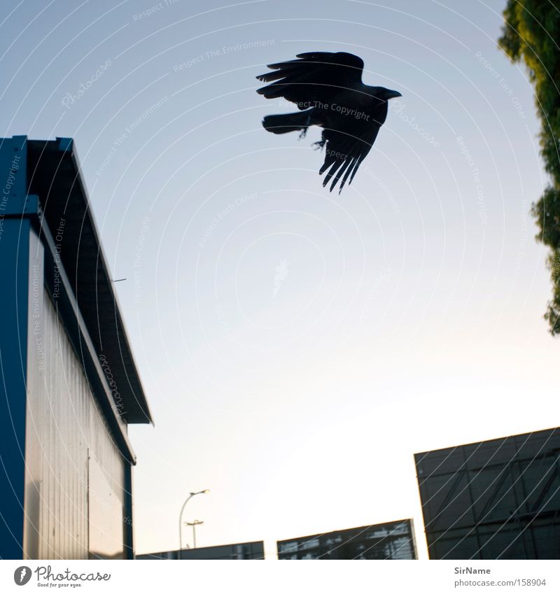 66 [vater rabe] Luftverkehr Vogel Flügel fliegen Traurigkeit bedrohlich frei schwarz gefährlich Desaster Vergänglichkeit Rabenvögel Krähe Kolkrabe Feder