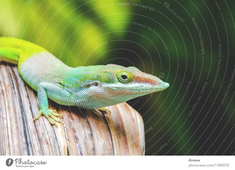 Weißabgleich Natur Tier Kuba Gecko Reptil Echsen Leguane Anolis 1 Blick außergewöhnlich einzigartig Neugier schön mehrfarbig gelb grün türkis neongelb