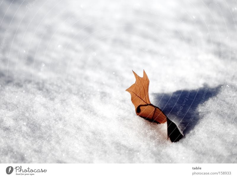 Nachzügler Winter Blatt Schnee Platane welk Einsamkeit Absturz kalt weiß braun Herbstfärbung Schatten spät Makroaufnahme Nahaufnahme