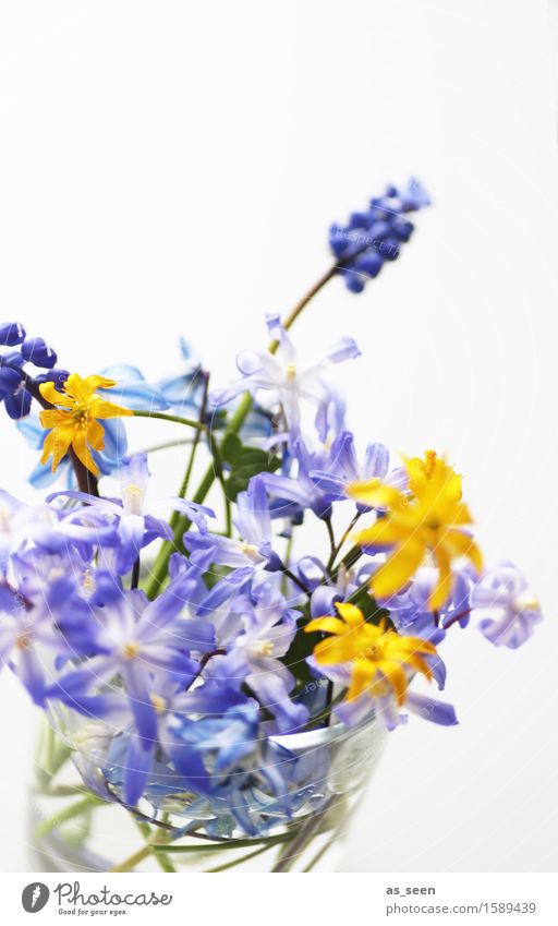 Sträußchen Lifestyle Design Gesundheit Wellness harmonisch Dekoration & Verzierung Muttertag Ostern Umwelt Natur Pflanze Frühling Sommer Blume Blatt Blüte