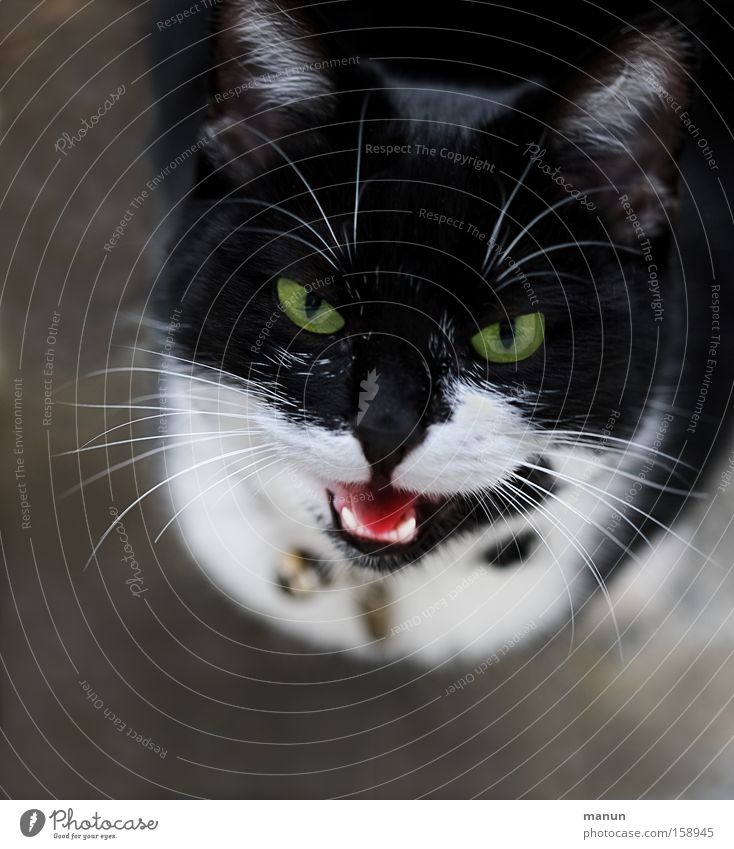 Miau! Jagd Veterinär Tier Haustier Katze Hauskatze Kommunizieren Blick authentisch schön schwarz weiß Vertrauen Tierliebe achtsam Leben Schleichkatzen