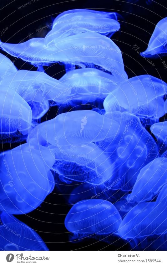 Blau machen Tier Qualle Tiergruppe leuchten Schwimmen & Baden Tanzen tauchen ästhetisch elegant exotisch Flüssigkeit Zusammensein rund schön weich blau schwarz