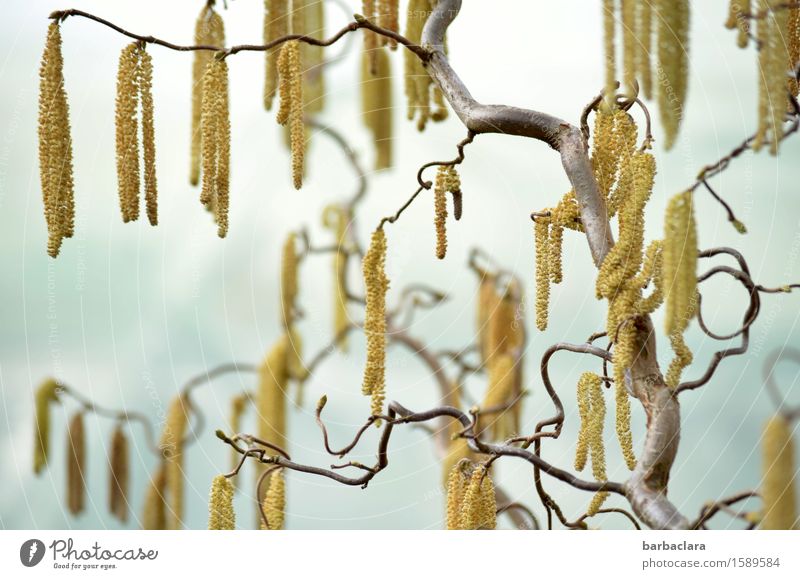 Baumschmuck Natur Pflanze Himmel Frühling Klima Sträucher Zweige und Äste Haselnuss Blühend hell gold Frühlingsgefühle bizarr Umwelt Farbfoto Außenaufnahme