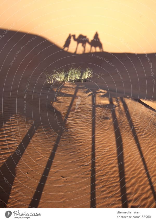 morgenstund Sahara Wüste Kamel Dromedar Schatten Wärme Berber Marokko Merzouga Morgen langbeinig langhaarig Schattenspiel Sonne Afrika Erde Sand