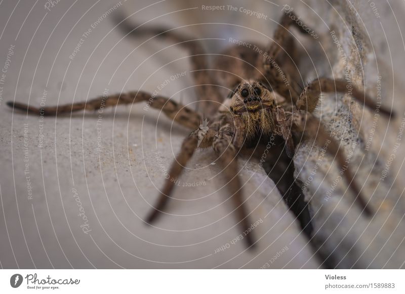 Spinne Makro Augen Makroaufnahme beängstigend Tierpotrait Nahaufnahme