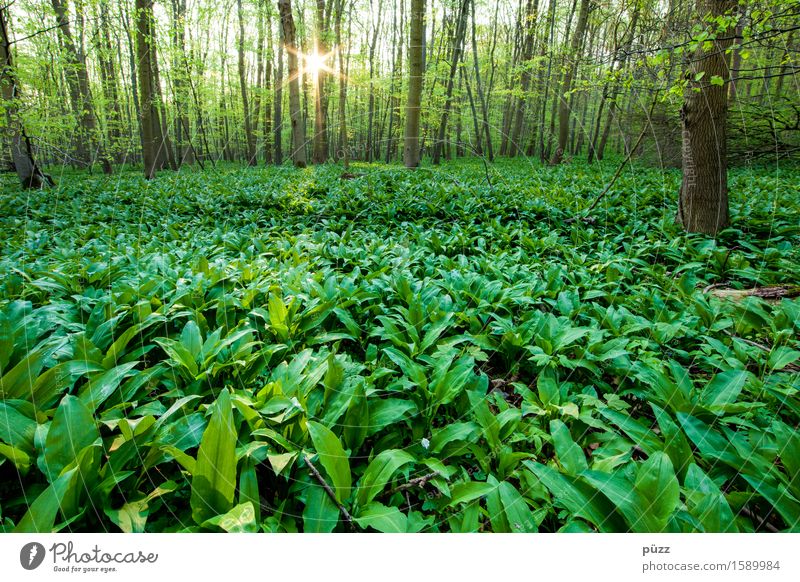 Bärlauch Kräuter & Gewürze Ernährung Umwelt Natur Landschaft Pflanze Sonne Sonnenlicht Frühling Schönes Wetter Baum Blatt Grünpflanze Wildpflanze Wald Duft grün