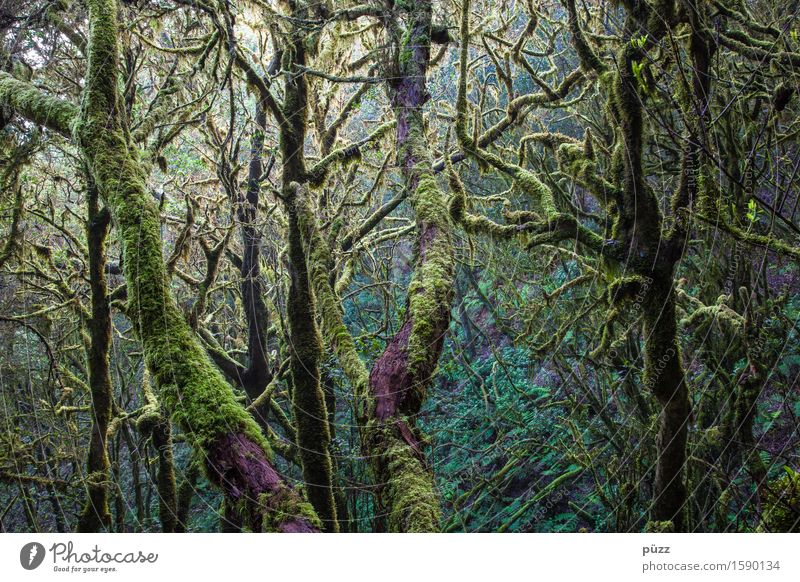 Ohne Moos nix los Umwelt Natur Landschaft Pflanze Baum Blatt Grünpflanze Wildpflanze exotisch Wald Urwald dunkel fantastisch natürlich grün Abenteuer Farbe
