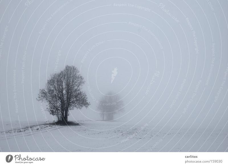 Ruhe Winter Nebel Frost ruhig Trauer schweigen Baum weiß diffus Unschärfe bewegungslos Verzweiflung Denken Schnee Traurigkeit