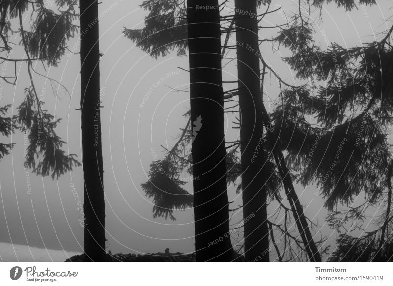 Schwarzwald. Natur Landschaft Winter Nebel Schnee Baum Wald dunkel natürlich grau schwarz Fichte Schwarzweißfoto Abend Außenaufnahme Menschenleer Kontrast