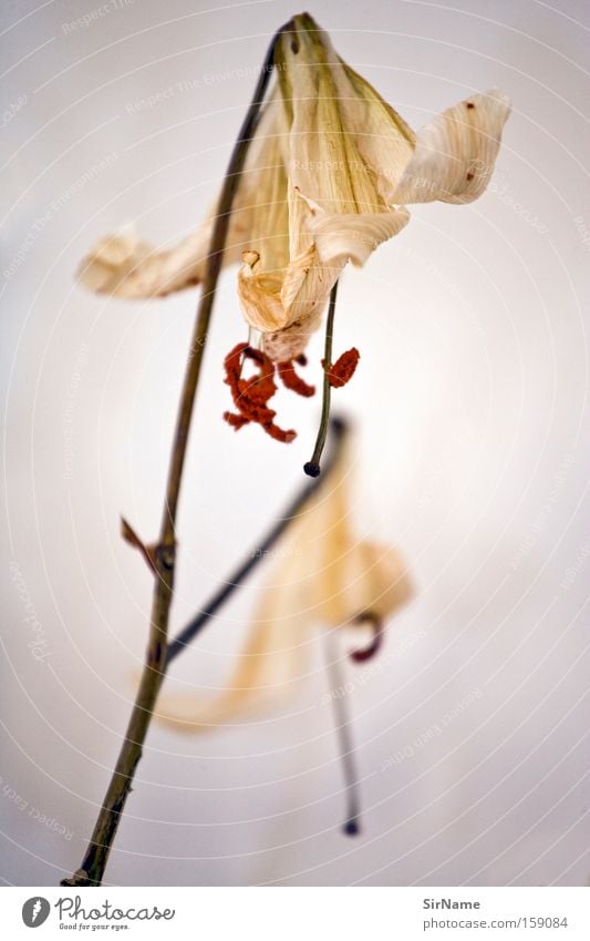 69 [verblüht] Zufriedenheit Blume Blüte Blühend gelb Tod Vergänglichkeit Zierpflanze Composing beige Pollen Bewältigung welk Nahaufnahme Makroaufnahme