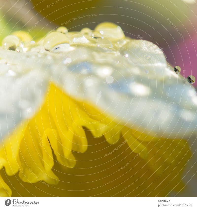 nach dem Regen... Leben Sinnesorgane ruhig Duft Natur Wassertropfen Frühling Blume Blüte Nutzpflanze Narzissen Gelbe Narzisse Garten glänzend ästhetisch nass