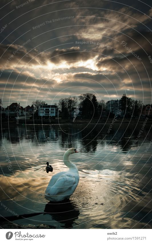 Alphamännchen Umwelt Natur Landschaft Tier Himmel Wolken Horizont Klima Schönes Wetter Baum Flussufer Elbe Dresden Deutschland Haus Schwan Ente 2 beobachten