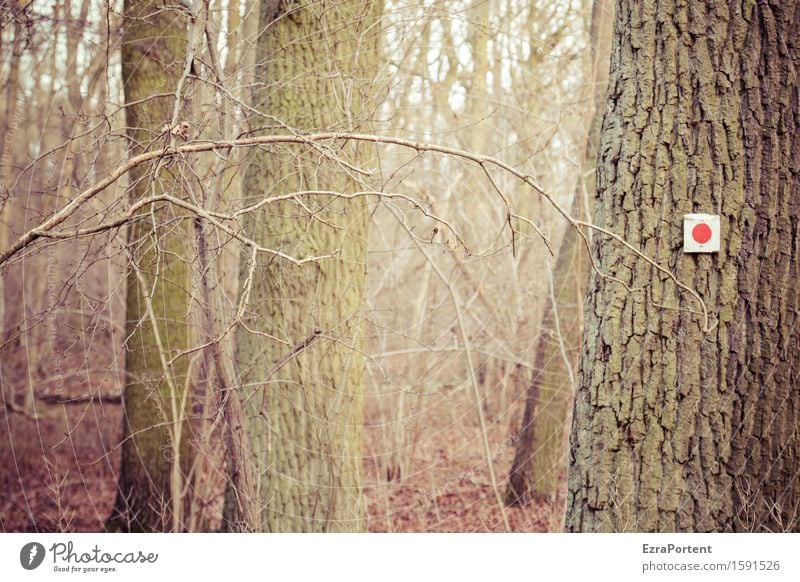 Punkt rot Umwelt Natur Landschaft Herbst Pflanze Baum Wald Holz braun grün wandern Fußweg Orientierung Baumrinde Ast Farbfoto Außenaufnahme Menschenleer