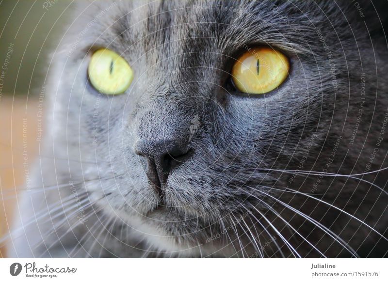 Katzenporträt mit gelben Augen Gesicht Tier Oberlippenbart Haustier nah blau grau Säugetier Backenbart Koteletten schließen Farbfoto