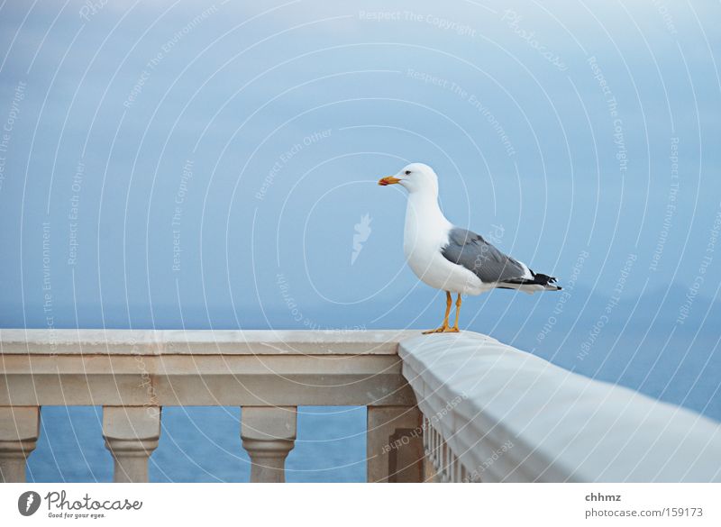 Gute Aussichten Möwe Vogel Meer Küste Ferne Geländer Brückengeländer Horizont See Insel Himmel