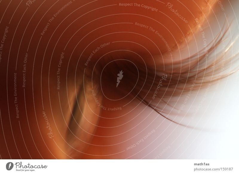 Glubschauge Makroaufnahme Wimpern weich Nahaufnahme Auge Pupile Linse