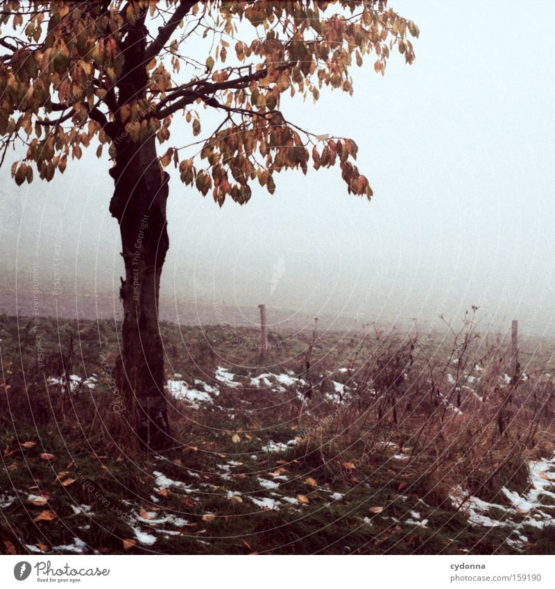 Der erste Schnee Herbst Baum Natur Feld Landschaft Sehnsucht analog Ferne Ast Zweig Blatt Nebel schön Vergänglichkeit