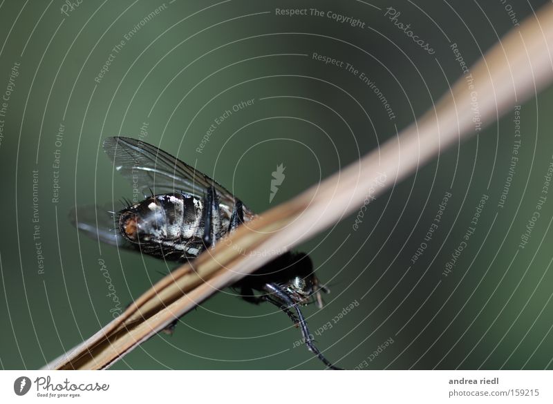 Die "Puck" kurz vorm Start Natur Insekt Fliege Flügel Makroaufnahme grün schillernd Facettenauge Sommer Summen Halm Nahaufnahme Fly