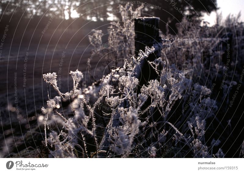 dann doch noch eins Tau Frost Winter kalt Morgen Zaun Maschendraht Feld Mecklenburg-Vorpommern Natur einfach Pflanze Verfall Jahreszeiten Europa Morbide Schnee