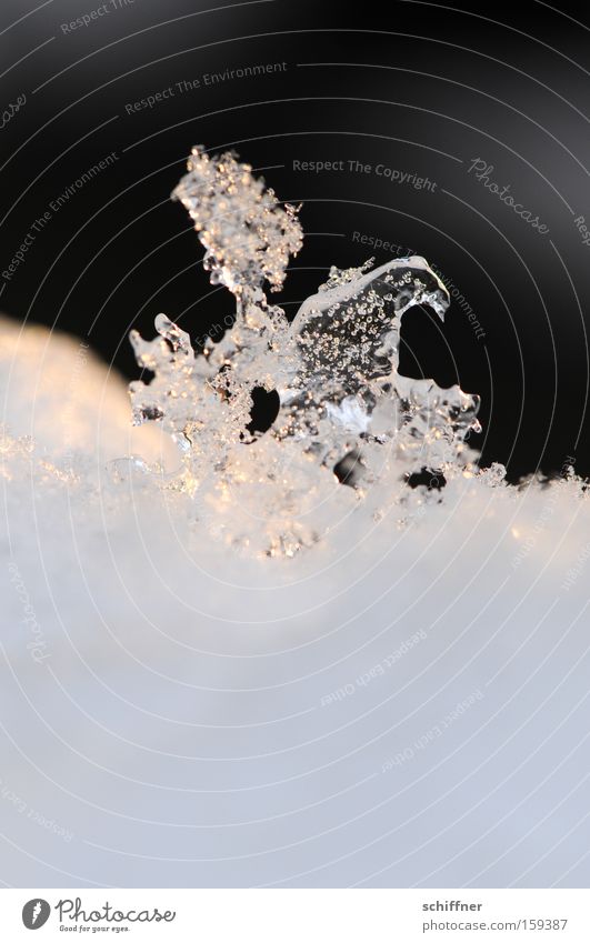 Eis-Pegasus Schnee Eiskristall Kristallstrukturen Eisblumen tauen Winter kalt durchsichtig Fabelwesen Erfinden Phantasie Pferd Makroaufnahme Nahaufnahme