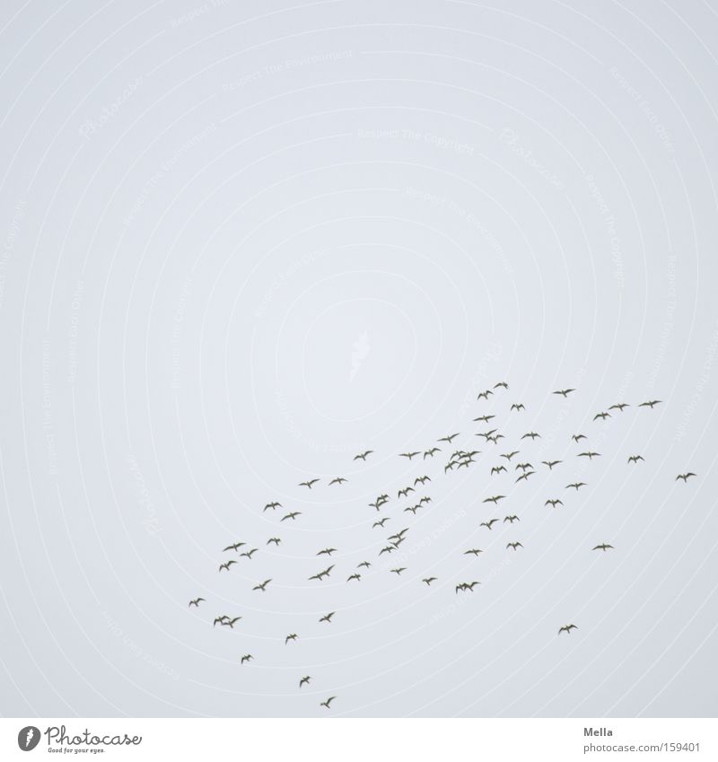 Möwen Luftverkehr Himmel Vogel Schwarm Sammlung fliegen Zusammensein hoch grau Vogelschwarm ziehen Farbfoto Außenaufnahme Menschenleer Textfreiraum oben Tag