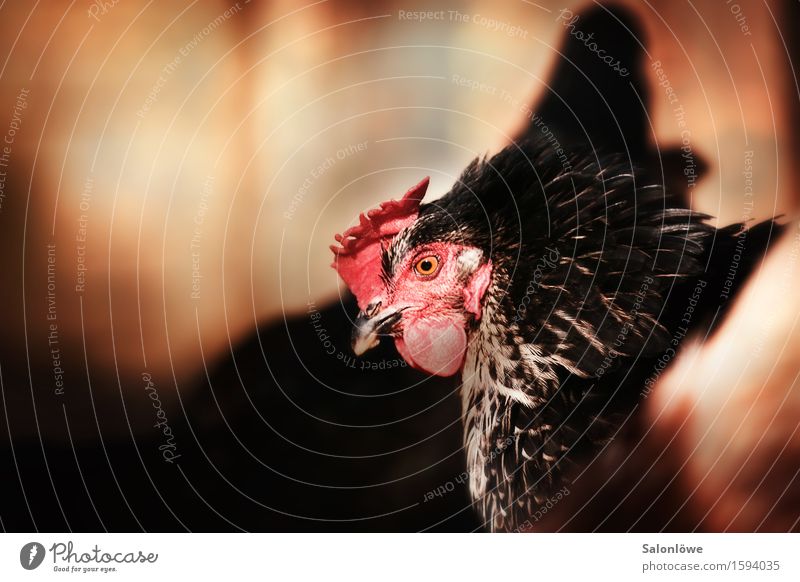 Henne im Abendlicht Natur Tier Sommer Haustier Nutztier Vogel 1 einzigartig Haushuhn Hühnervögel Hühnerstall Bauernhof Ei Farbfoto Außenaufnahme Sonnenaufgang