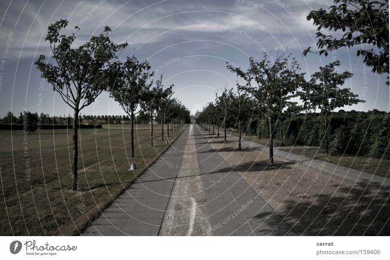 Allee Allee Linie gerade Klarheit deutlich streng kalt Reihe Baum Geometrie Ordnung Park Wiese strikt geordnet