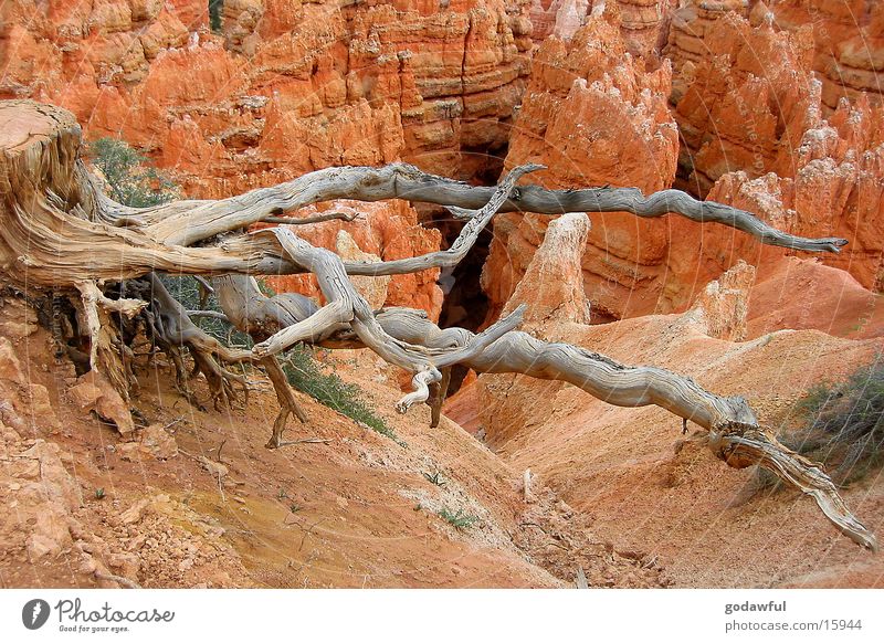 Schlangenbaum Baum Nationalpark Sandstein Wüste USA Bryce Canyon