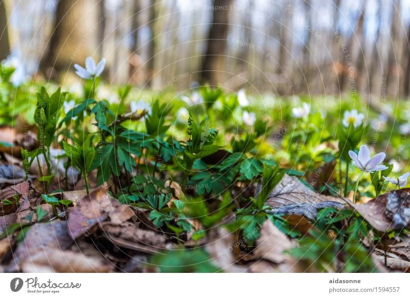 Märzenbcher Pflanze Frühling Schönes Wetter Blume Wald Zufriedenheit achtsam Vorsicht Gelassenheit ruhig Märzenbecher Buchenwald Nienhagen Gespensterwald