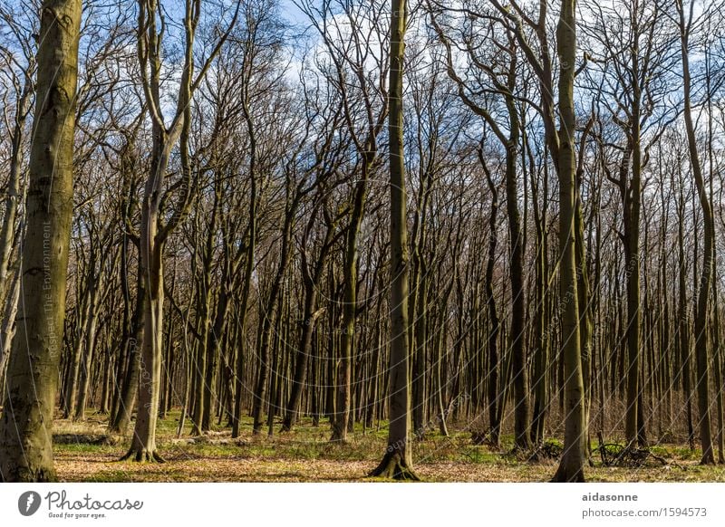 Gespensterwald Landschaft Frühling Schönes Wetter Wald Zufriedenheit Frühlingsgefühle achtsam Vorsicht Gelassenheit ruhig Nienhagen Farbfoto Außenaufnahme